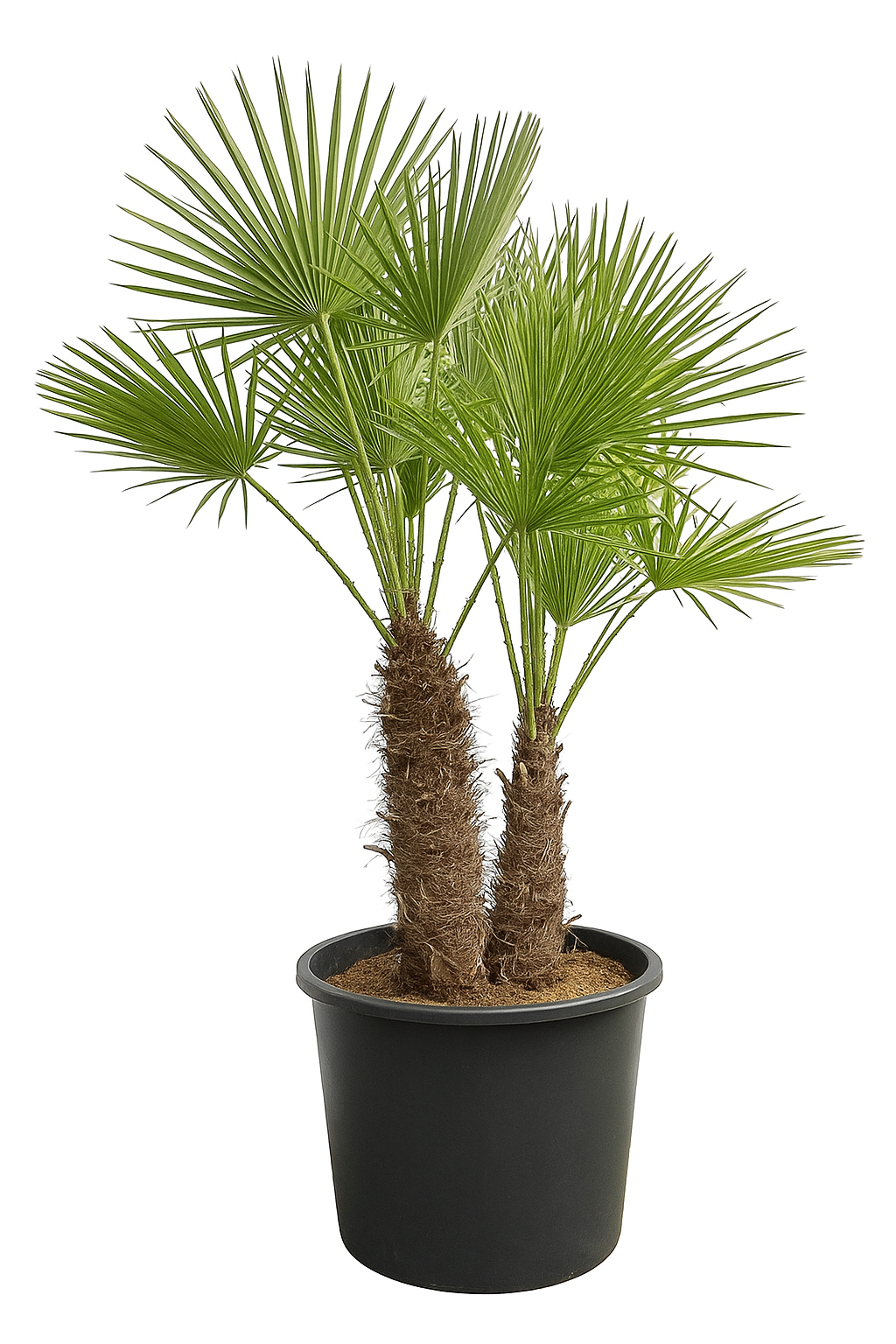 Zwergpalme (Chamaerops humilis)