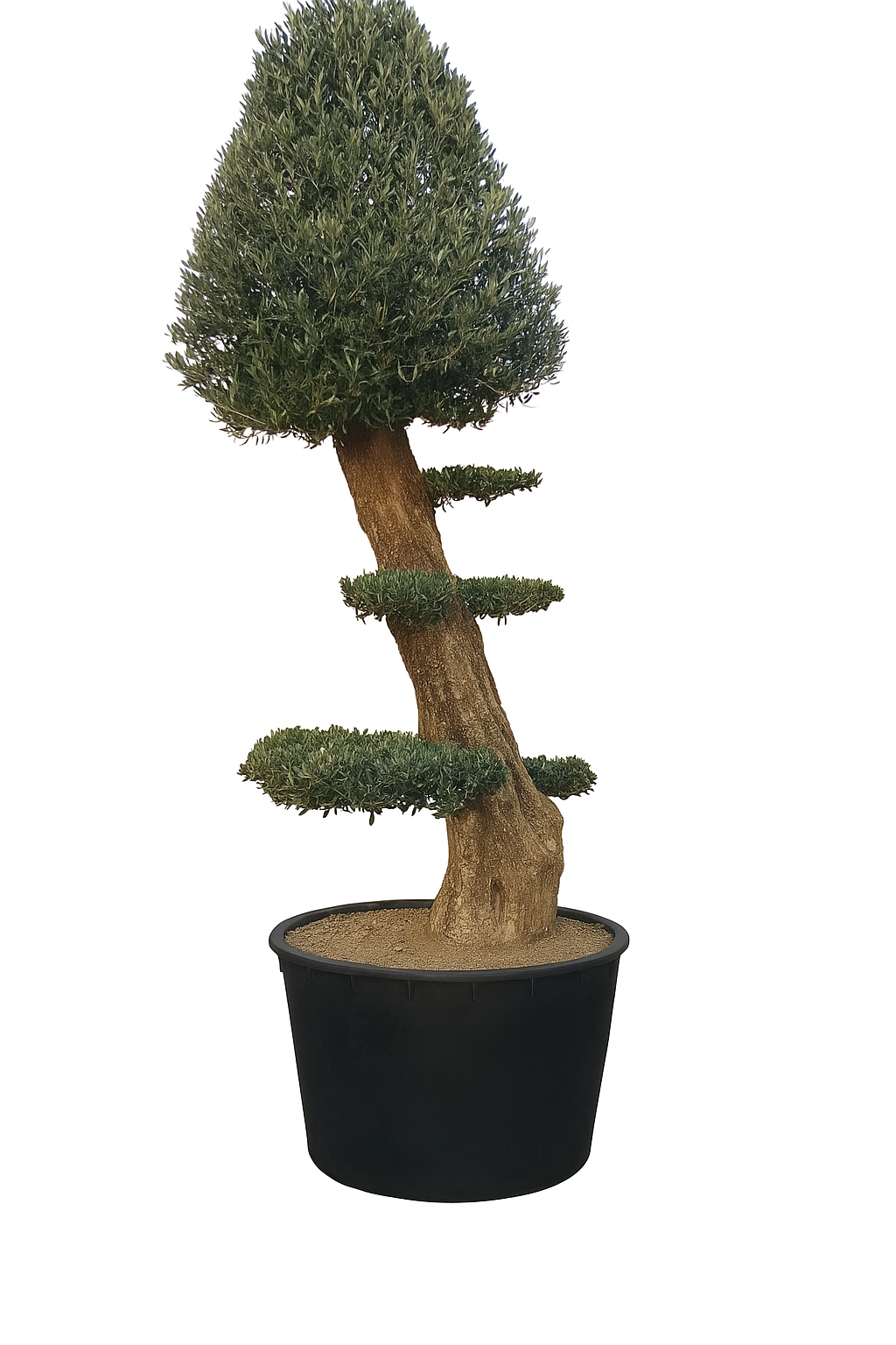 Olivenbaum (Olea europaea