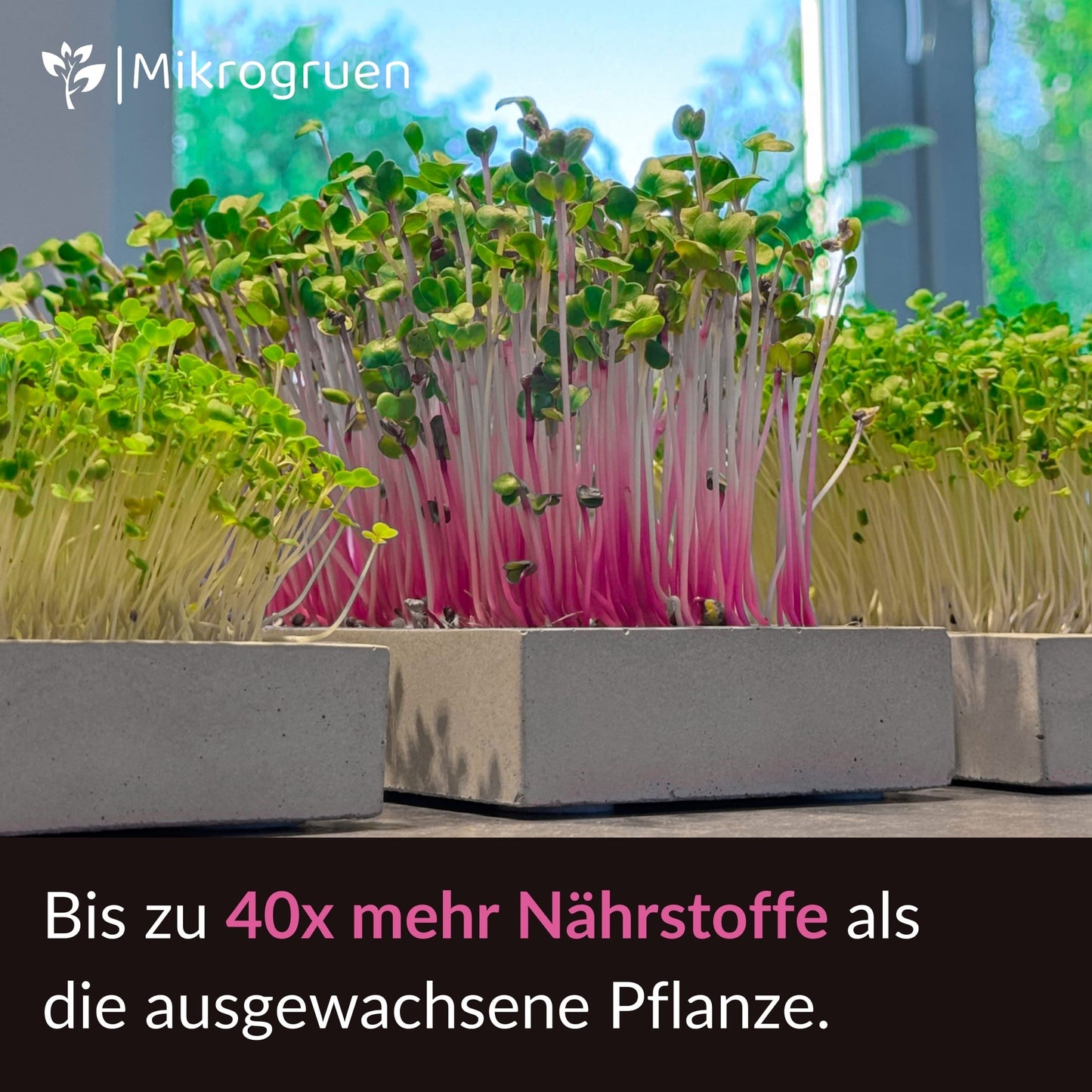 Microgreens Nachfüllset