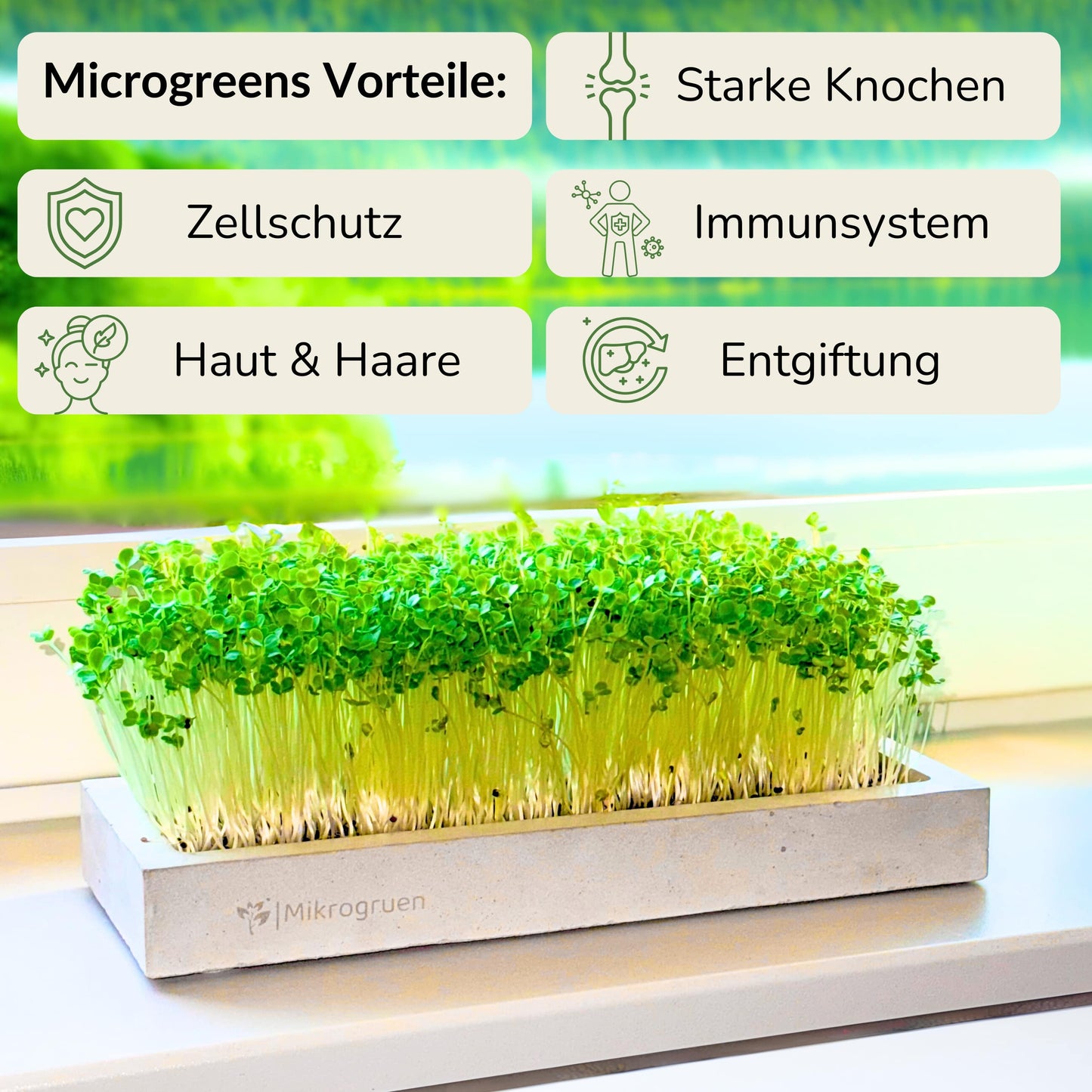 Microgreens Maxi-Set