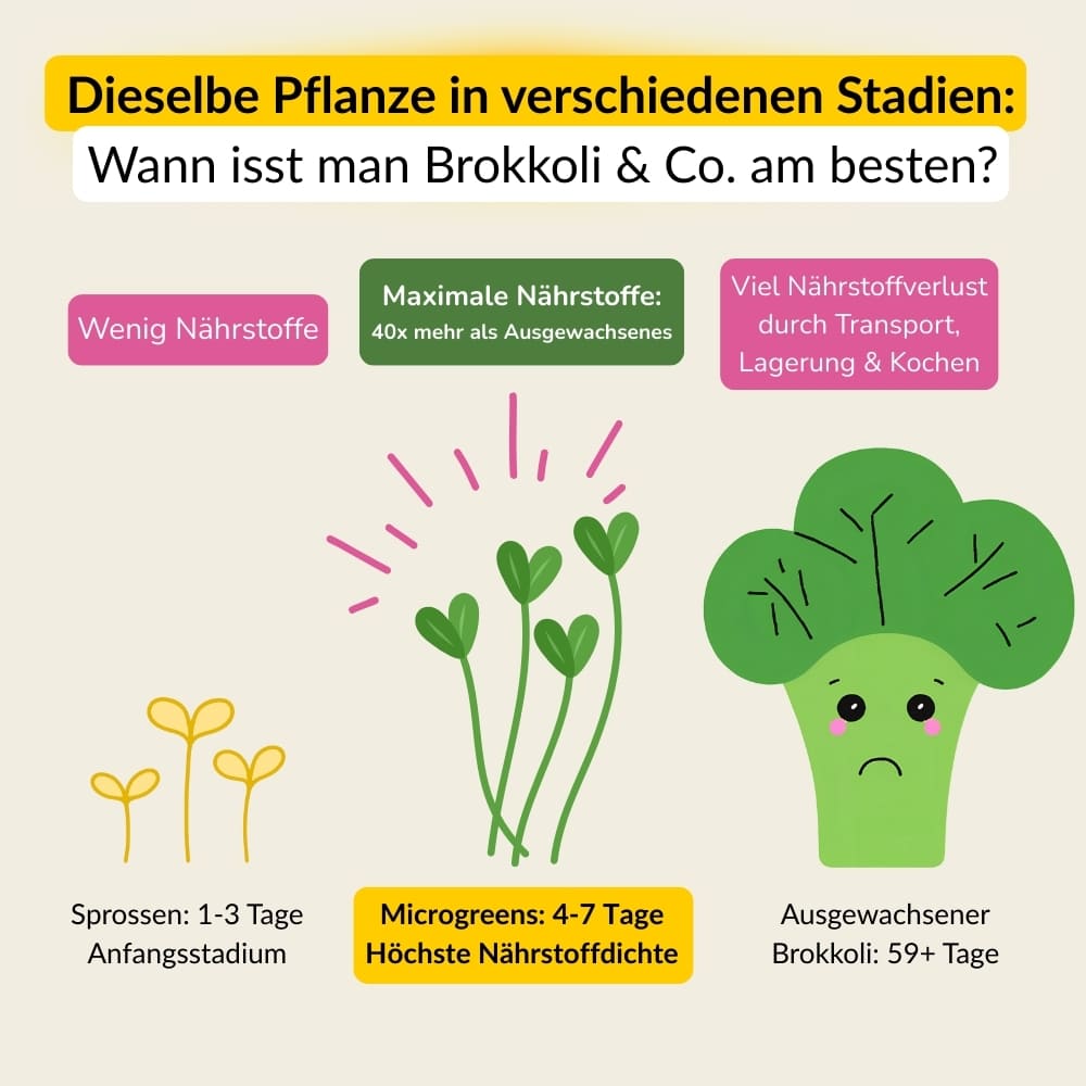 Microgreens Nachfüllset