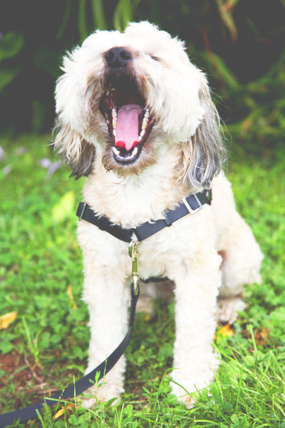 Anti-Stress-Geschirr STURMFREI®, Größe XXS