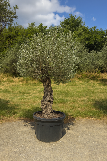 Olivenbaum Black Friday action!