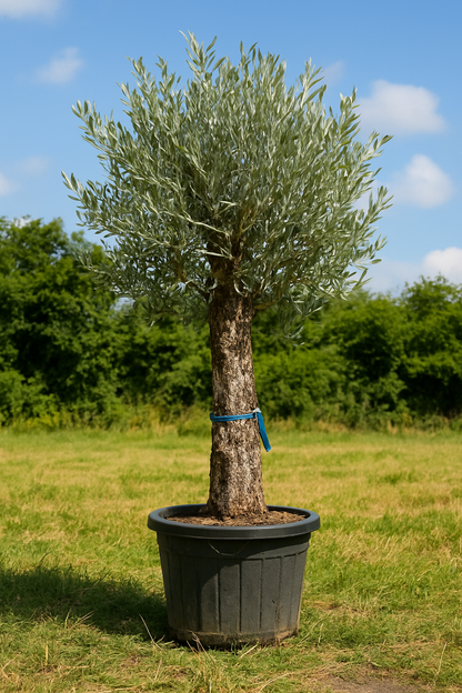 Olivenbaum Black Friday action!