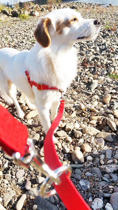 Doppelleine TECHTELMECHTEL aus BioThane®/Pop - Band