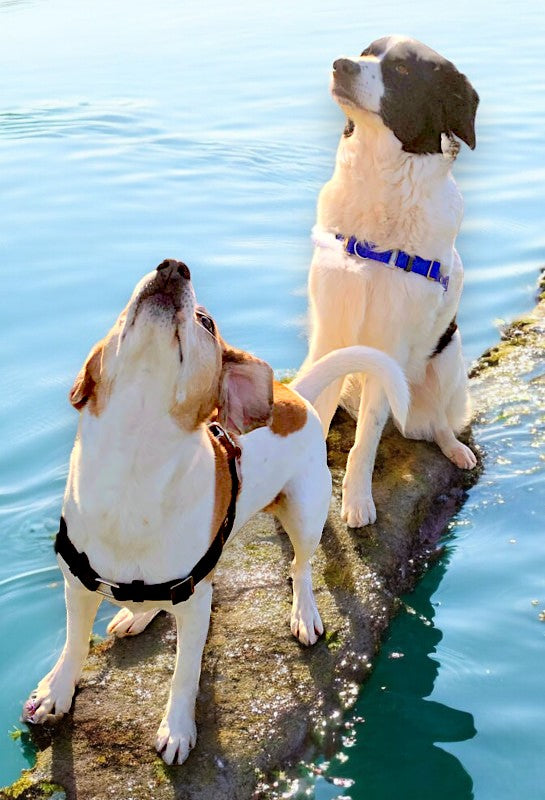Anti-Stress-Geschirr STURMFREI®, Größe M