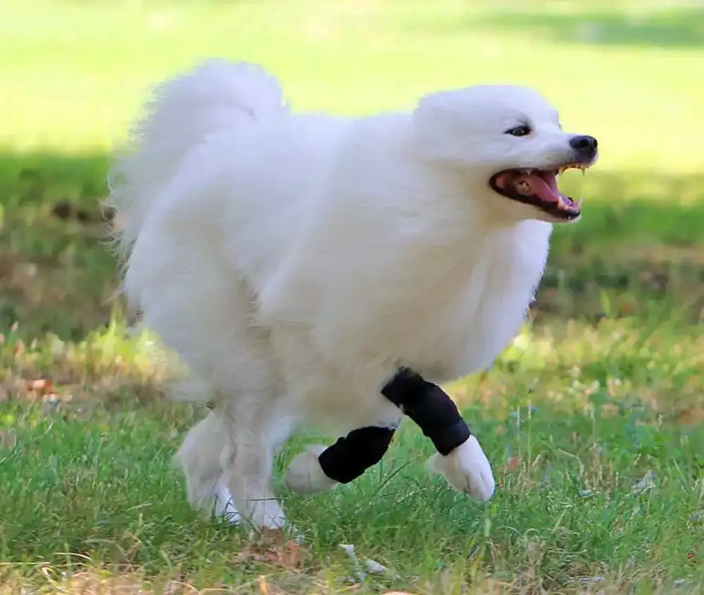 Sport Bandage für Hunde