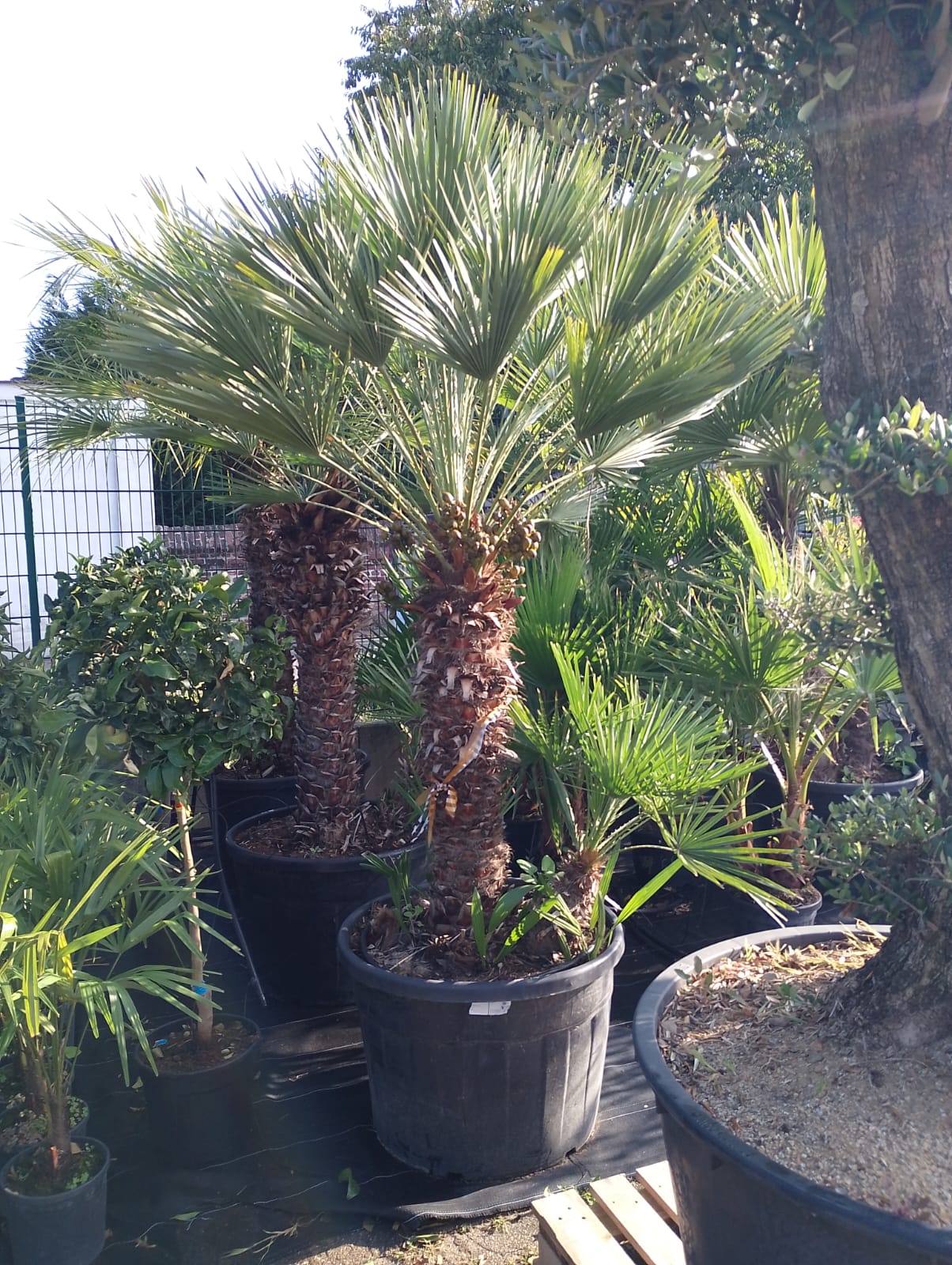 Zwergpalme (Chamaerops humilis)