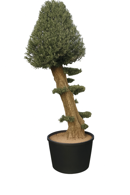 Olivenbaum (Olea europaea