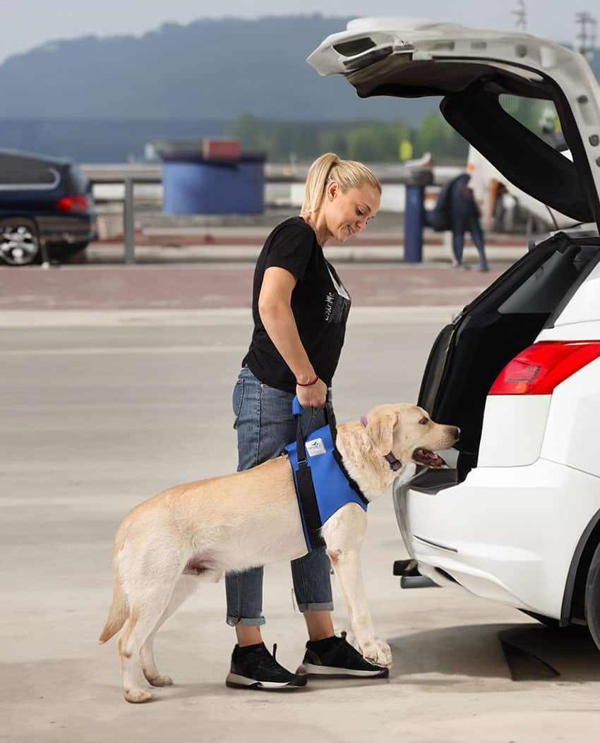 Vordere Tragehilfe für Hunde