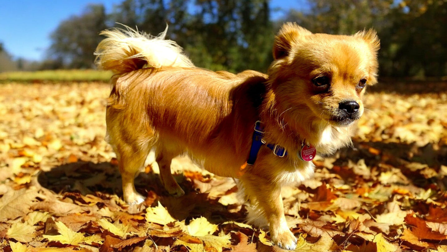 Anti-Stress-Geschirr STURMFREI®, Größe XXS