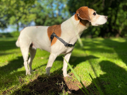 Anti-Stress-Geschirr STURMFREI®, Größe S