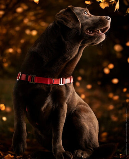 Anti-Stress-Geschirr STURMFREI®, Größe M