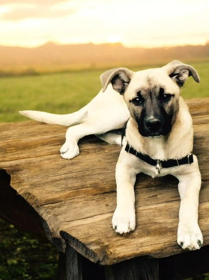 Anti-Stress-Geschirr STURMFREI®, Größe S