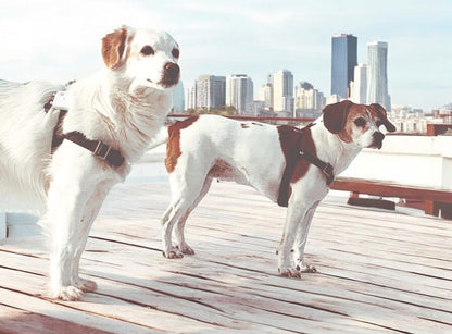 Anti-Stress-Geschirr STURMFREI®, Größe S für Kraftprotze