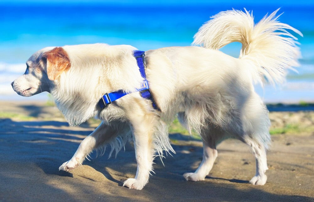 Anti-Stress-Geschirr STURMFREI®, Größe S für Kraftprotze