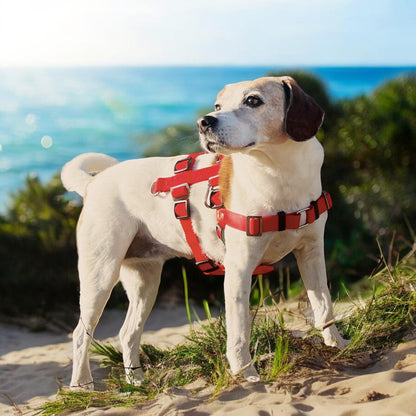 Anti-Stress-Geschirr STURMFREI® Saver für kleine bis mittlere Hunde