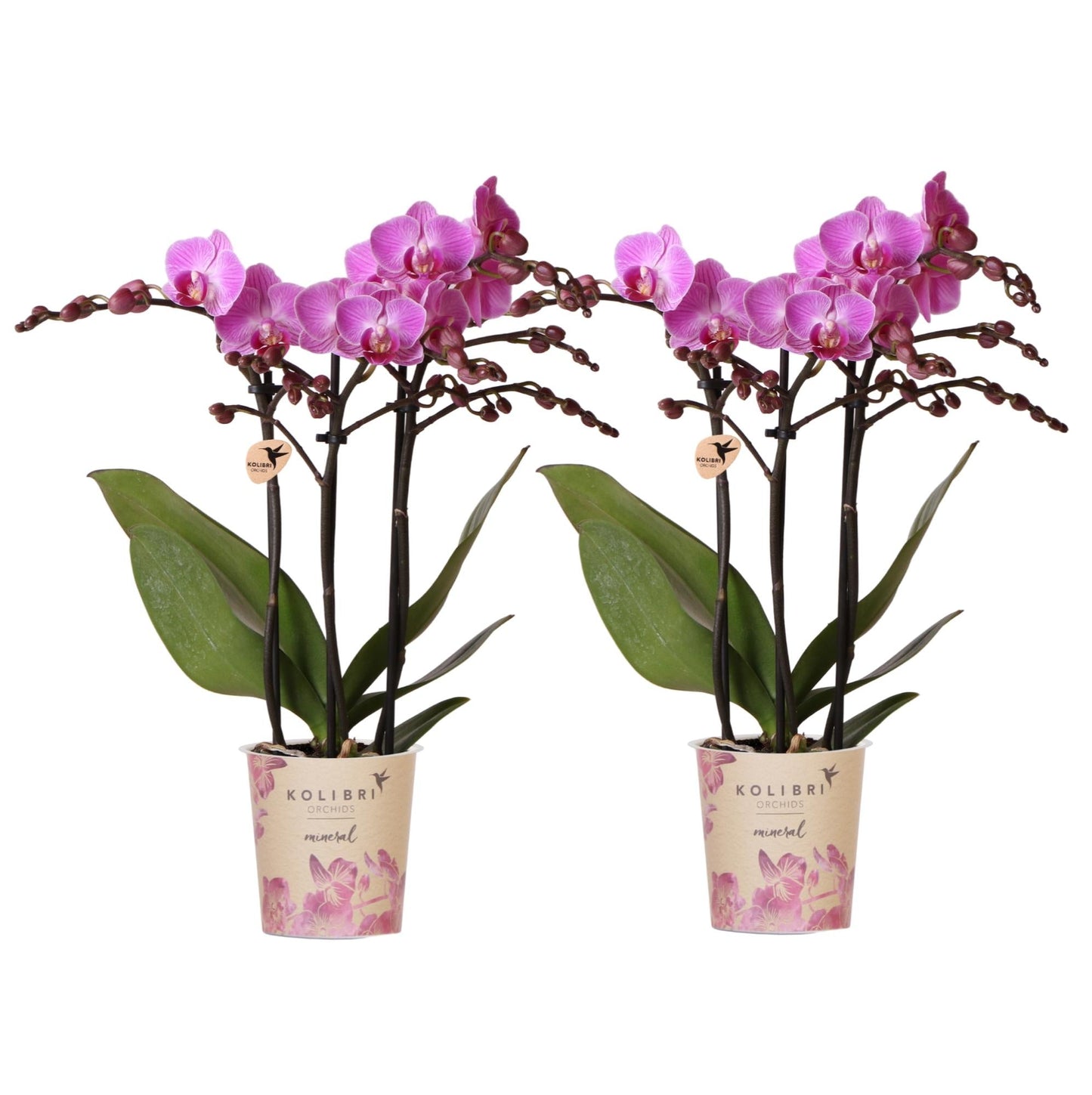 Phalaenopsis Orchideen Wien – 2 Orchideen – Ø9cm – Dunkelrosa/Violett blühende Multiflora Orchideen – Zimmerpflanzen ohne Übertopf – Frisch vom Züchter