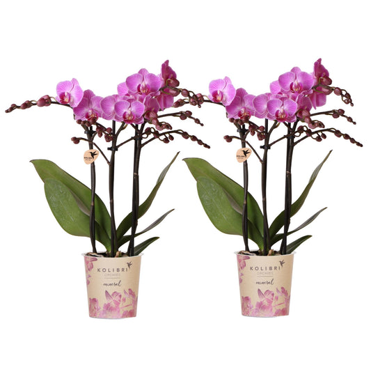 Phalaenopsis Orchideen Wien – 2 Orchideen – Ø9cm – Dunkelrosa/Violett blühende Multiflora Orchideen – Zimmerpflanzen ohne Übertopf – Frisch vom Züchter