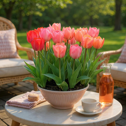Blumenzwiebeln Tulpe Pink & Red – 40 Blumenzwiebeln – Zweifarbige Tulpen in Rosa & Rot – Frühjahrsblüher für Beet, Balkon & Terrasse – Pflegeleicht