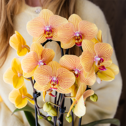 Phalaenopsis Orchidee Sunny Bunny – Ø12cm – Gelb-Rosa blühende Zimmerpflanze – Niagara Fall Kollektion – Blühende Orchidee frisch vom Züchter