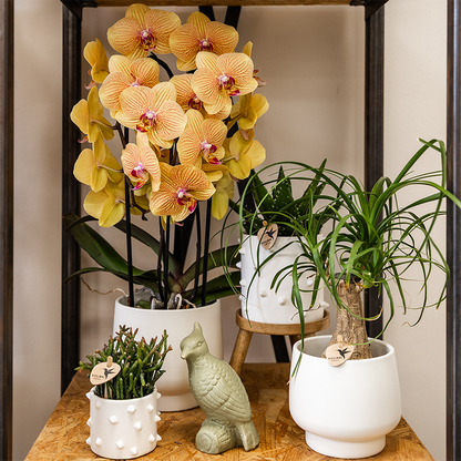Phalaenopsis Orchidee Sunny Bunny – Ø12cm – Gelb-Rosa blühende Zimmerpflanze – Niagara Fall Kollektion – Blühende Orchidee frisch vom Züchter
