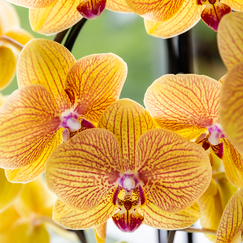 Phalaenopsis Orchidee Sunny Bunny – Ø12cm – Gelb-Rosa blühende Zimmerpflanze – Niagara Fall Kollektion – Blühende Orchidee frisch vom Züchter