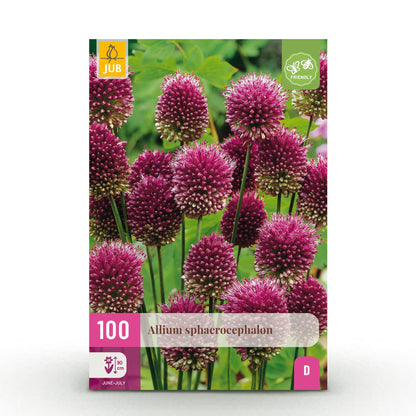 Blumenzwiebeln Allium Sphaerocephalon – 100 Stück – Lila Trommelstöckchen – Für Beet, Balkon & Terrasse – Pflegeleicht & bienenfreundlich
