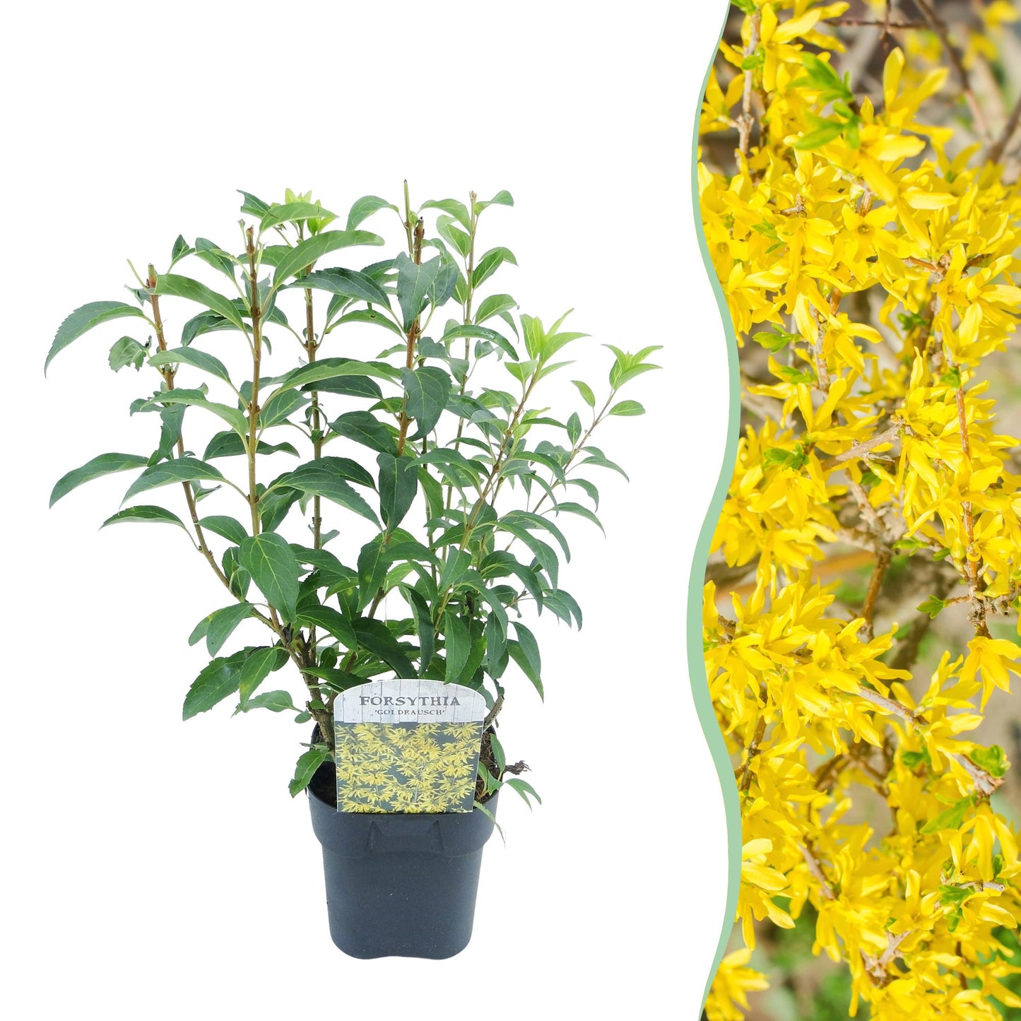 Forsythia intermedia Goldrausch – Zierstrauch mit gelben Blüten – 17cm – Höhe ca. 45cm – Schnellwachsender & pflegeleichter Blütenstrauch – Frosthart für Garten & Hecken