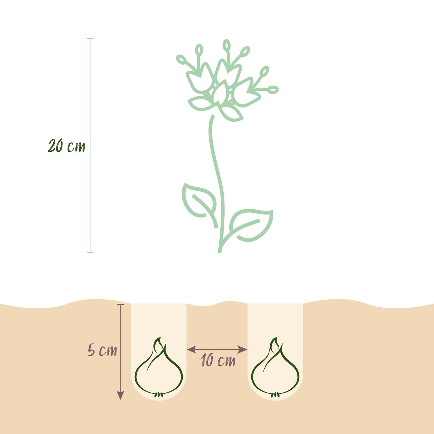Blumenzwiebeln Fritillaria Meleagris Schachbrettblume Mix – 30 Blumenzwiebeln – Lila & Weiße Kiebitzeier-Blumen – Frühblühende Zwiebeln für Beet, Balkon & Terrasse – Pflegeleicht