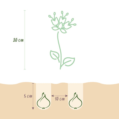 Blumenzwiebeln Fritillaria Meleagris Schachbrettblume Mix – 30 Blumenzwiebeln – Lila & Weiße Kiebitzeier-Blumen – Frühblühende Zwiebeln für Beet, Balkon & Terrasse – Pflegeleicht