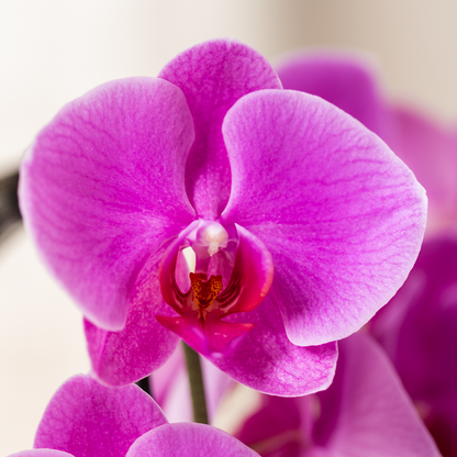 Phalaenopsis Orchidee Freeride – Ø12cm – Violett/Lila-rosa blühende Zimmerpflanze – Niagara Fall Kollektion – Blühende Orchidee frisch vom Züchter