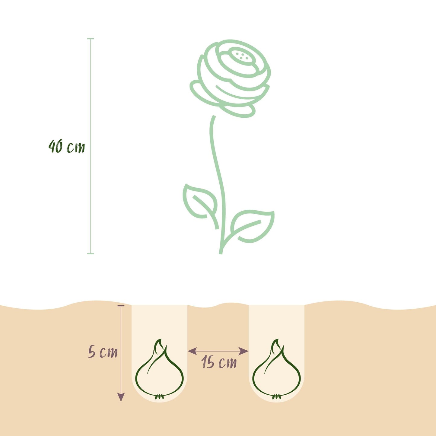 Blumenzwiebeln Ranunculus Butterblume Mix – 40 Blumenzwiebeln – Verschiedene Farben – Butterblumen für Beet, Balkon & Terrasse