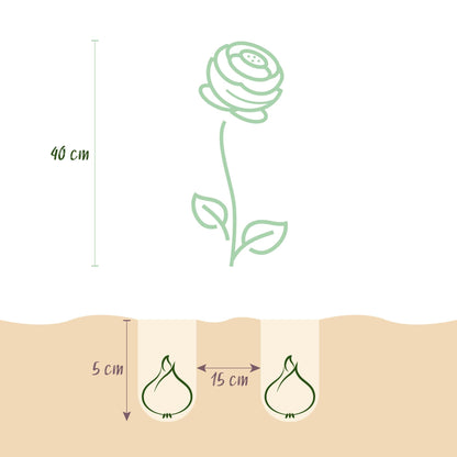 Blumenzwiebeln Ranunculus Butterblume Mix – 40 Blumenzwiebeln – Verschiedene Farben – Butterblumen für Beet, Balkon & Terrasse