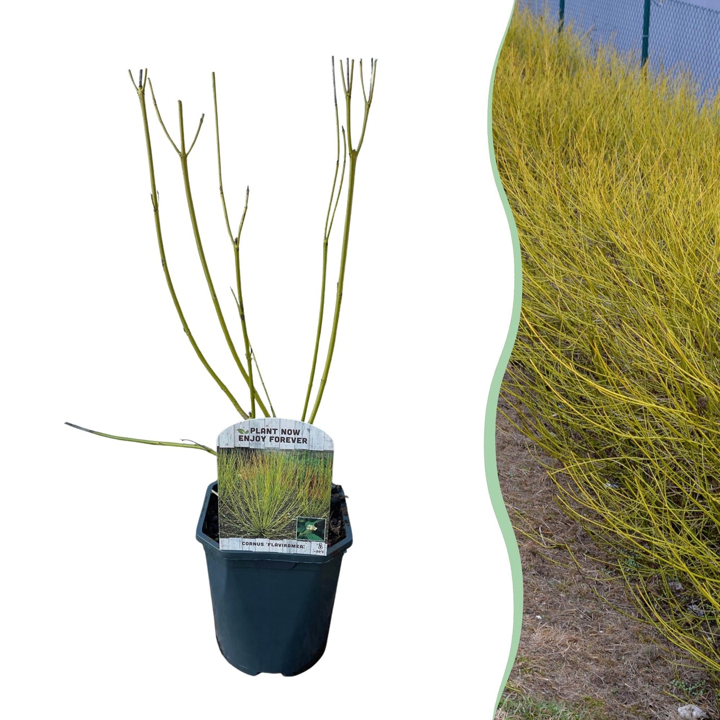 Cornus alba Flaviramea – Zierstrauch mit gelben Zweigen – 17cm – Höhe ca. 45cm – Laubabwerfender Hartriegel – Pflegeleicht & winterhart – Für Garten & Beetgestaltung