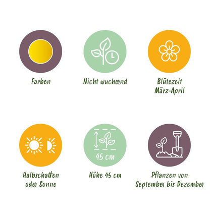 Blumenzwiebeln Narzisse Tete-à-Tete – 50 Blumenzwiebeln – Gelb blühende Zwergnarzissen – Frühblühende Blumenzwiebeln für Garten, Balkon & Terrasse