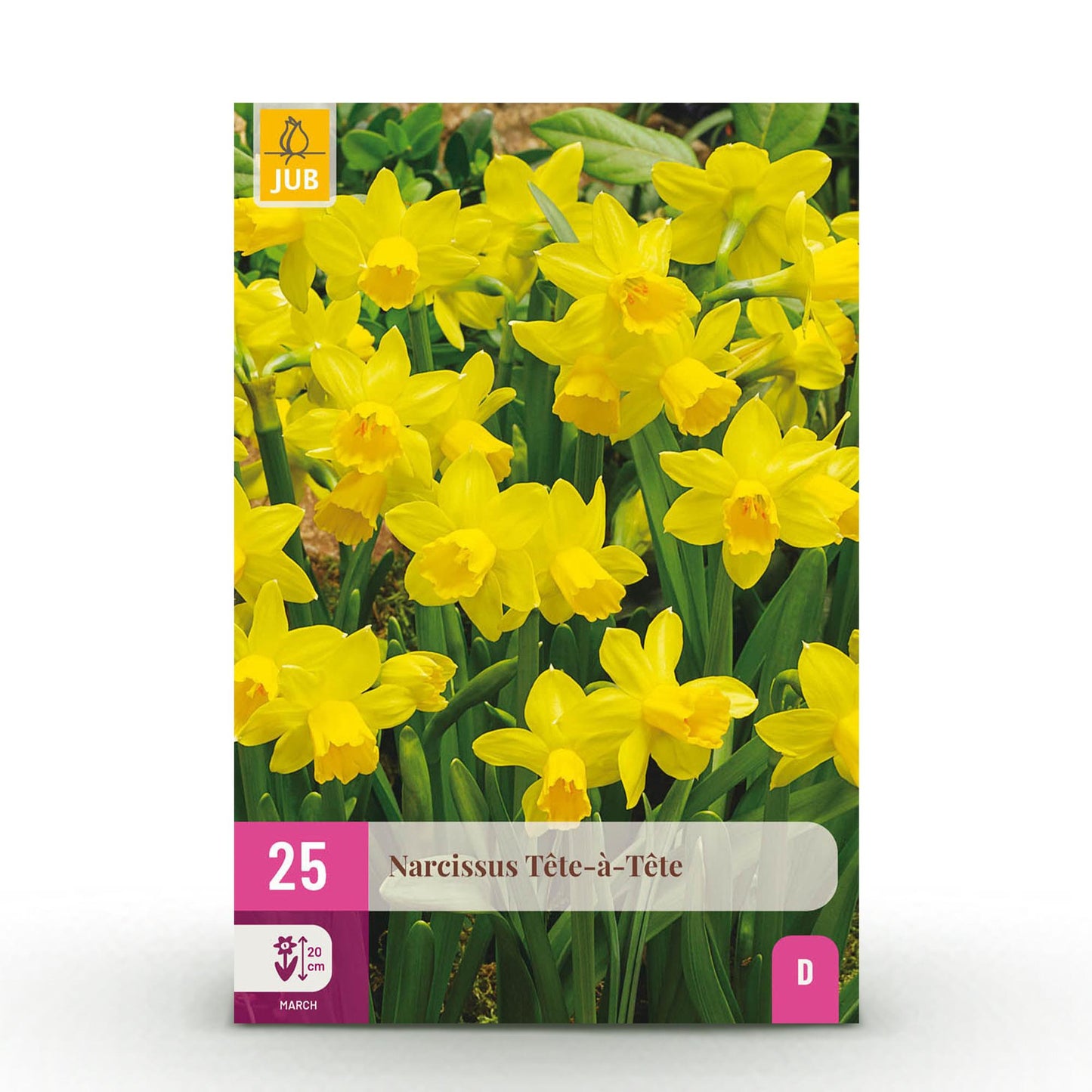 Blumenzwiebeln Narzisse Tete-à-Tete – Gelb – 25 Stück – Zwiebelgröße 10/11 – Mini-Narzissen bis 30cm – Duftende Frühjahrsblüher für Garten, Balkon & Terrasse