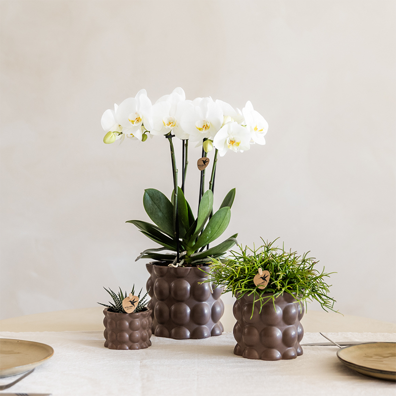 Pflanzenset Cotton Braun – Weiße Phalaenopsis Orchidee Ghent & 2 Sukkulenten – Keramische Übertöpfe Ø6, Ø9 & Ø12cm – Elegantes Pflanzenset für Zuhause