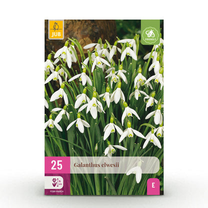 Blumenzwiebeln Galanthus Elwesii – 25 Blumenzwiebeln – Weiße Schneeglöckchen – Frühblüher für Beet, Balkon & Terrasse – Pflegeleicht