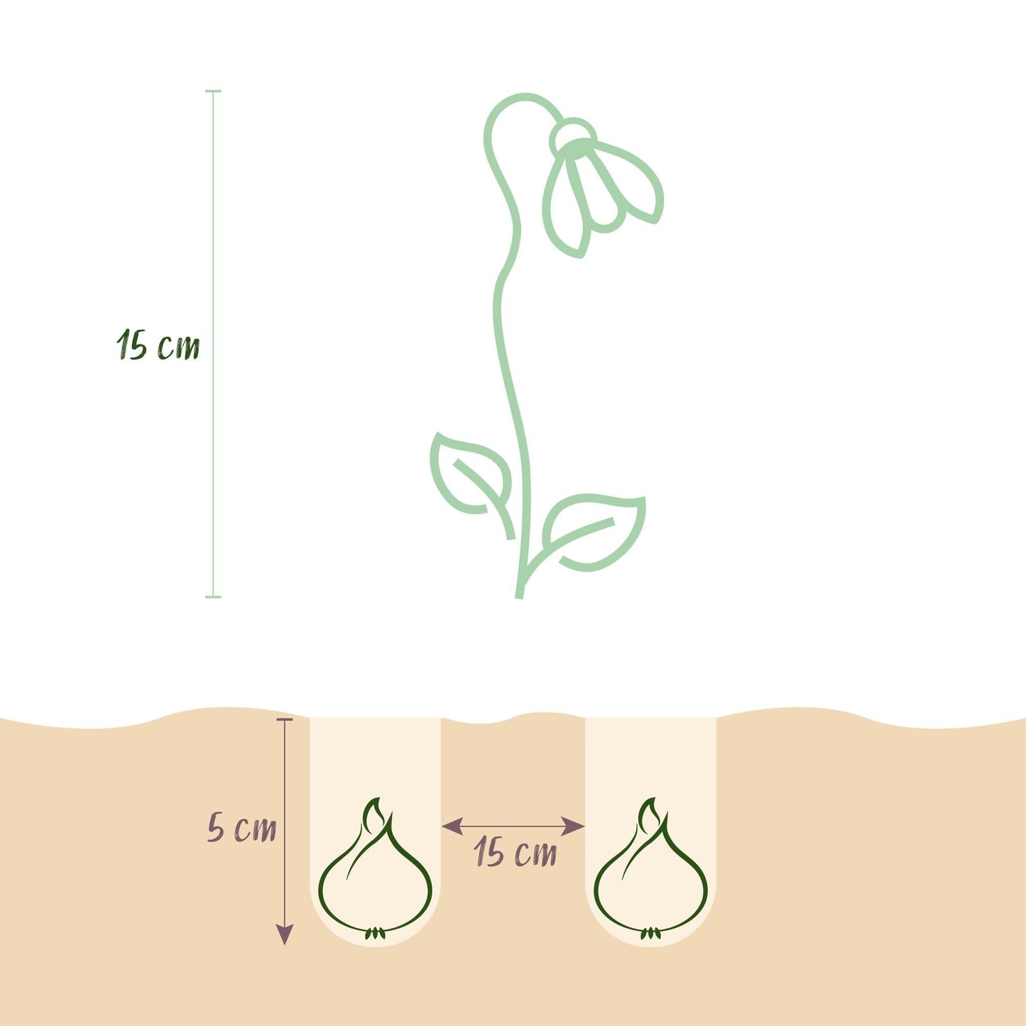 Blumenzwiebeln Galanthus Elwesii – 25 Blumenzwiebeln – Weiße Schneeglöckchen – Frühblüher für Beet, Balkon & Terrasse – Pflegeleicht