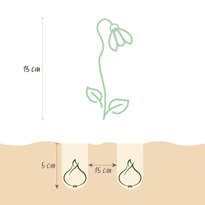 Blumenzwiebeln Galanthus Elwesii – 25 Blumenzwiebeln – Weiße Schneeglöckchen – Frühblüher für Beet, Balkon & Terrasse – Pflegeleicht