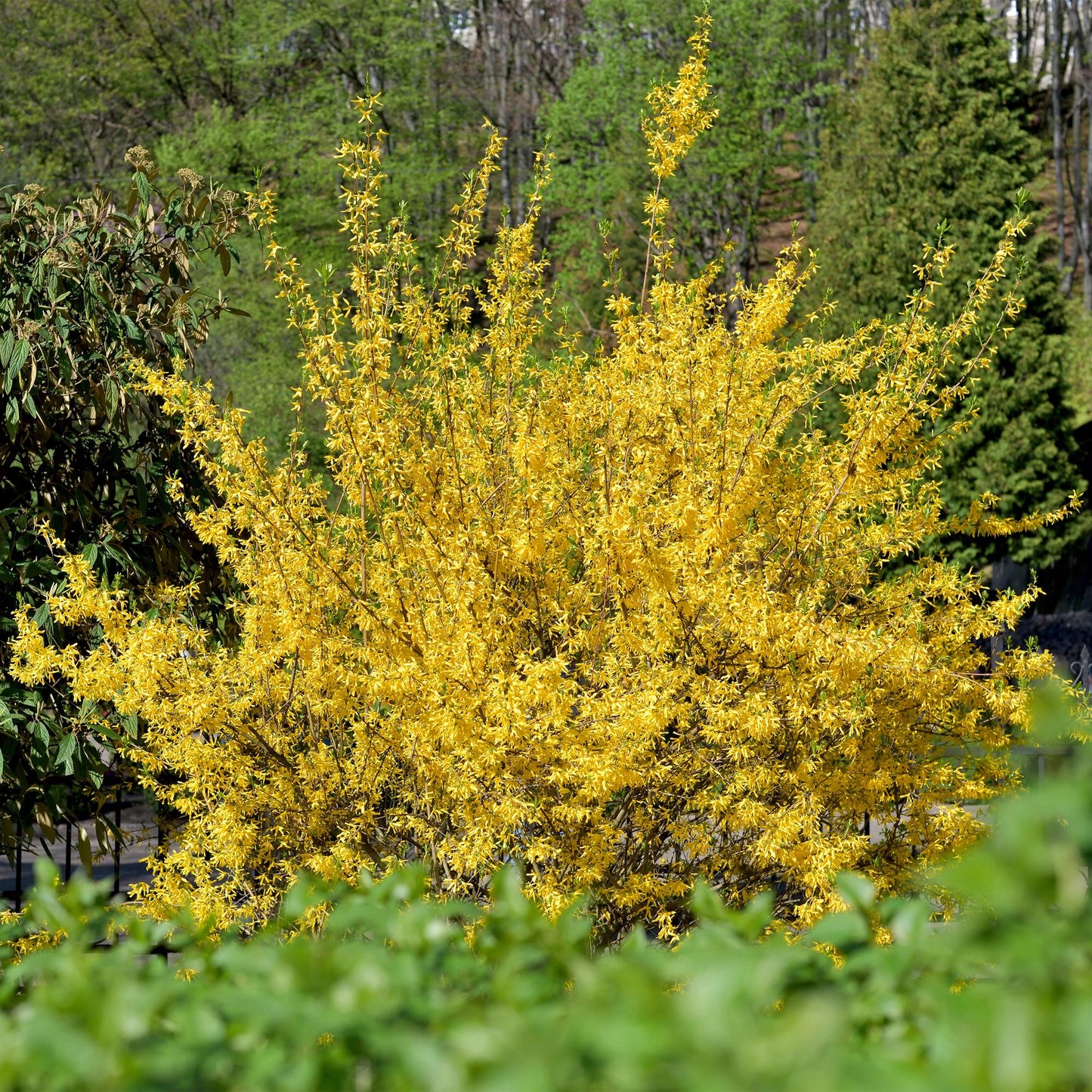 Forsythia intermedia Goldrausch – Zierstrauch mit gelben Blüten – 17cm – Höhe ca. 45cm – Schnellwachsender & pflegeleichter Blütenstrauch – Frosthart für Garten & Hecken