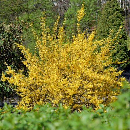 Forsythia intermedia Goldrausch – Zierstrauch mit gelben Blüten – 17cm – Höhe ca. 45cm – Schnellwachsender & pflegeleichter Blütenstrauch – Frosthart für Garten & Hecken
