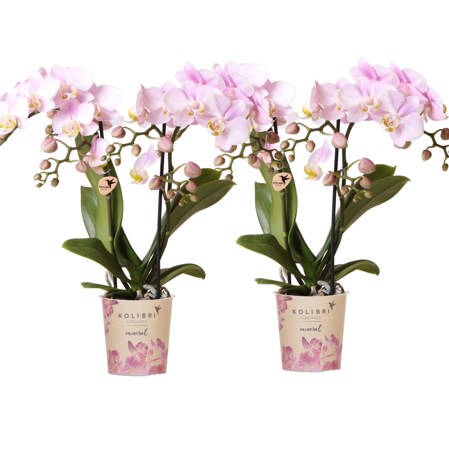 Phalaenopsis Orchideen Portugal – 4 Orchideen –Ø9cm – Rosa blühende Zimmerpflanzen mit gelbem Herz – Elegante Orchideen mit 2–3 Blütenstielen – Frisch vom Züchter