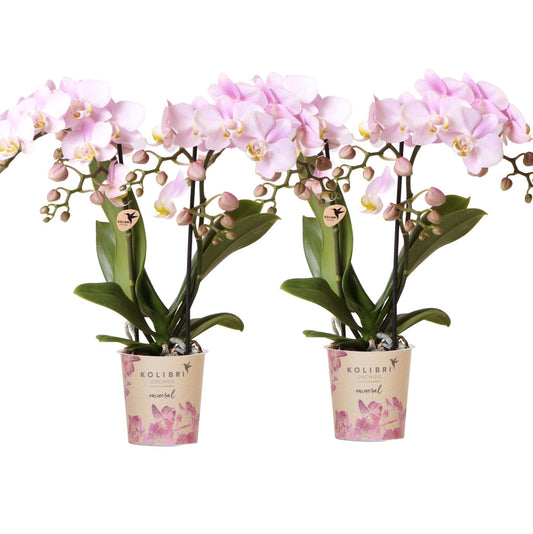 Phalaenopsis Orchideen Portugal – 4 Orchideen –Ø9cm – Rosa blühende Zimmerpflanzen mit gelbem Herz – Elegante Orchideen mit 2–3 Blütenstielen – Frisch vom Züchter