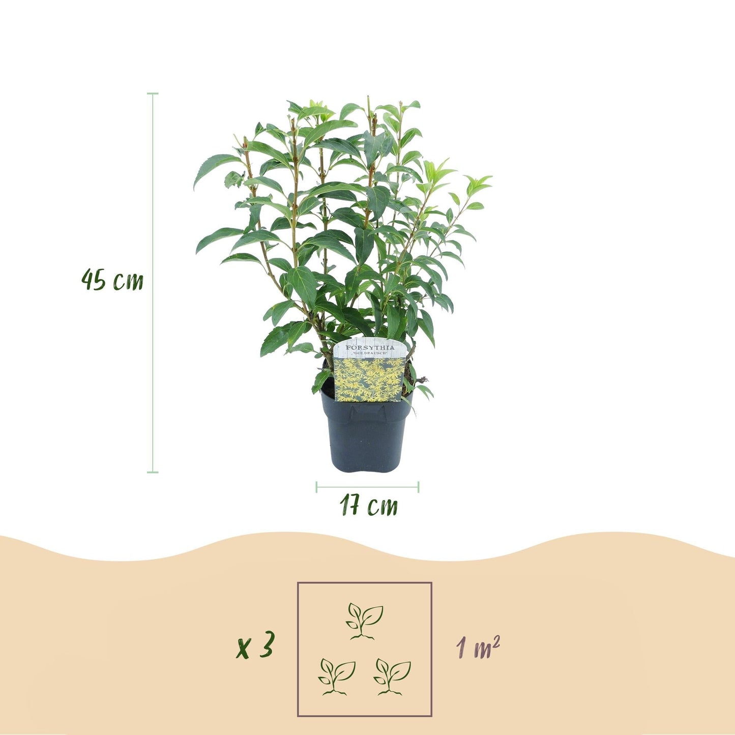 Forsythia intermedia Goldrausch – Zierstrauch mit gelben Blüten – 17cm – Höhe ca. 45cm – Schnellwachsender & pflegeleichter Blütenstrauch – Frosthart für Garten & Hecken