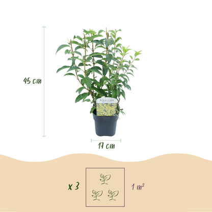 Forsythia intermedia Goldrausch – Zierstrauch mit gelben Blüten – 17cm – Höhe ca. 45cm – Schnellwachsender & pflegeleichter Blütenstrauch – Frosthart für Garten & Hecken