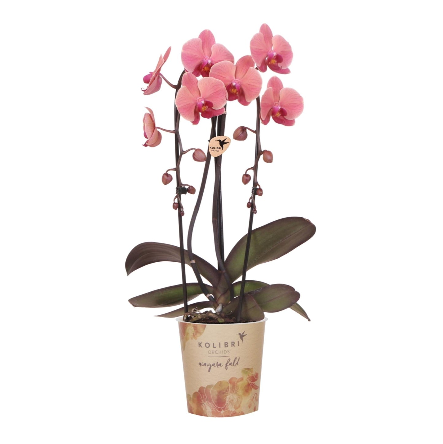 Orchidee Narbonne – Lachsrosa Phalaenopsis – Blühende Zimmerpflanze – Ø12cm – Frisch vom Züchter – Elegante Dekopflanze für Wohnzimmer & Büro