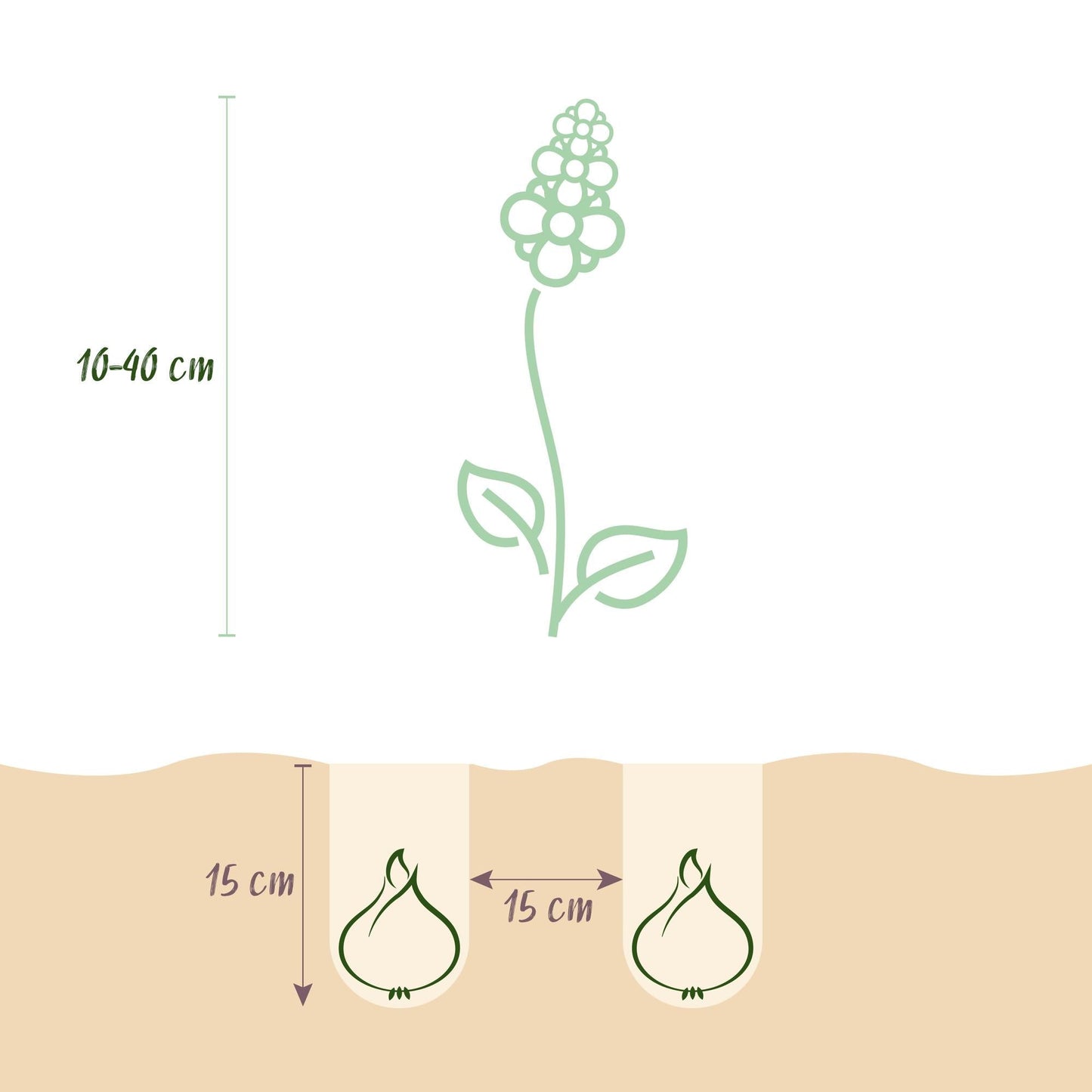 Blumenzwiebeln Bulb Garden Mix – 125 Blumenzwiebeln – Verschiedene Sorten & Farben – Blumenzwiebel Geschenkset in Geschenkverpackung – Für Beet, Balkon & Terrasse