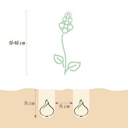 Blumenzwiebeln Bulb Garden Mix – 125 Blumenzwiebeln – Verschiedene Sorten & Farben – Blumenzwiebel Geschenkset in Geschenkverpackung – Für Beet, Balkon & Terrasse